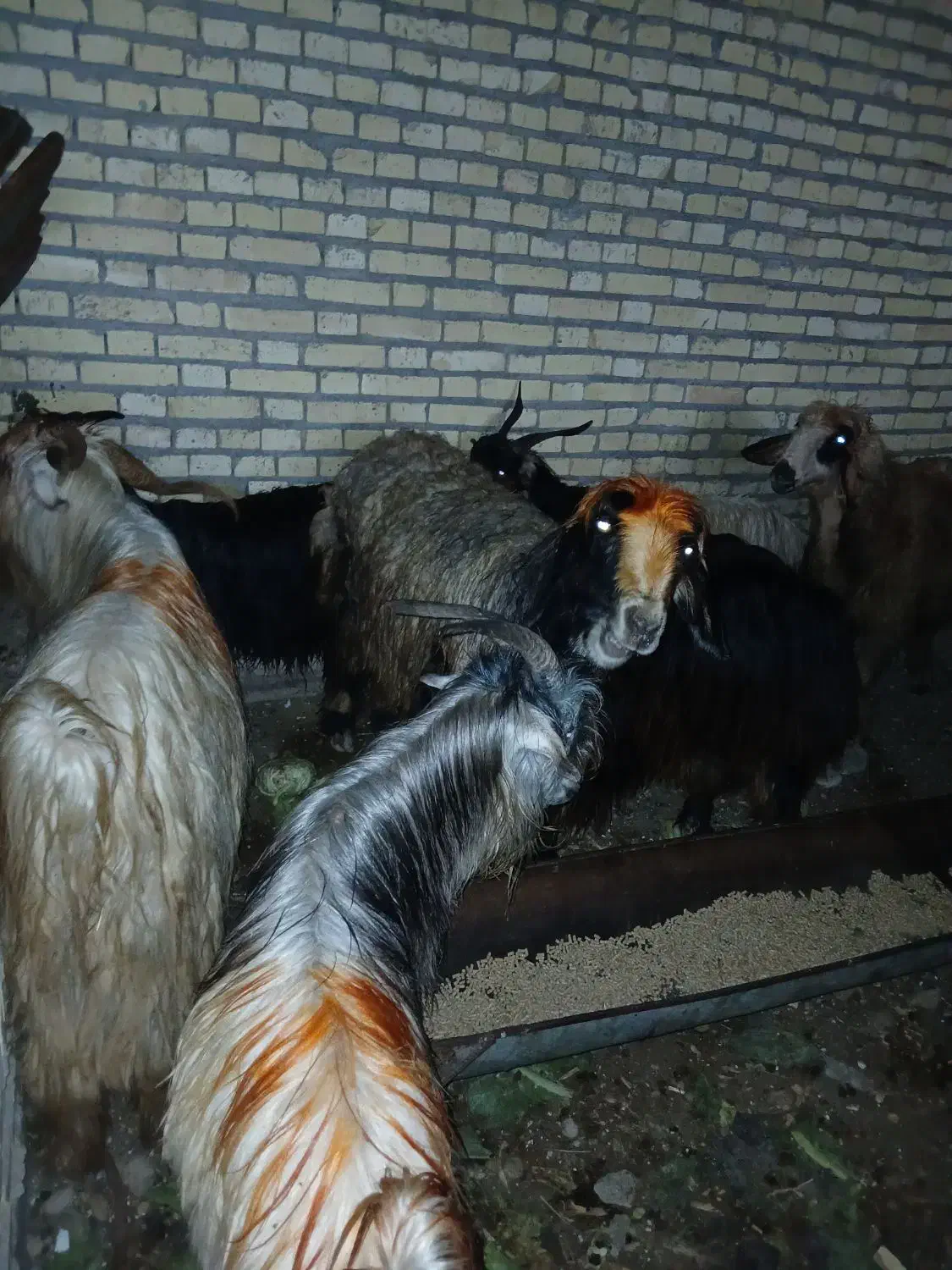 بزغاله|حیوانات مزرعه|دزفول, |دیوار