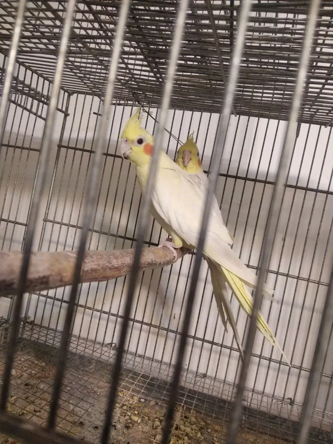 فروش فقس آرایی و معاوضه عروس هلندی|پرنده|ایرانشهر, |دیوار