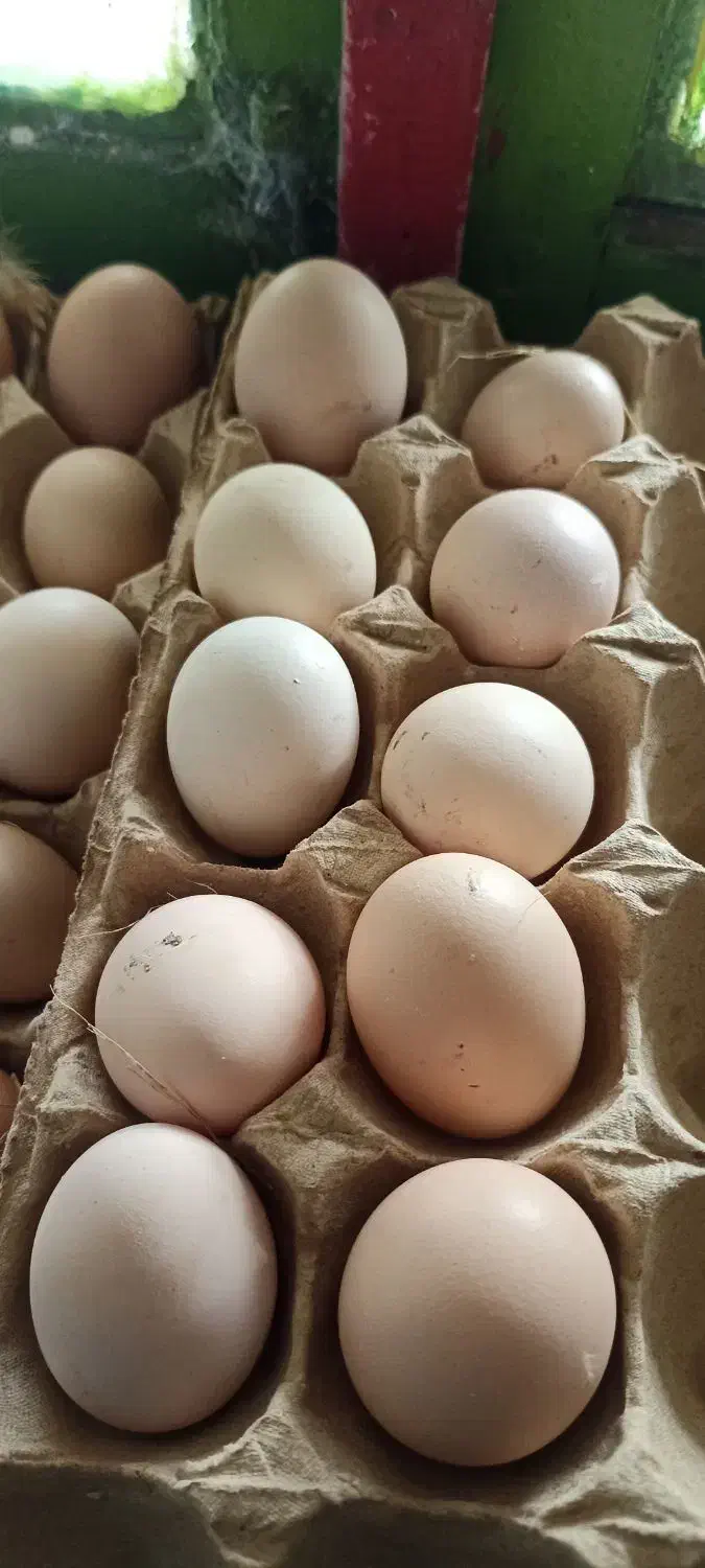 تخم مرغ محلی نطفه دار|حیوانات مزرعه|قائمشهر, |دیوار