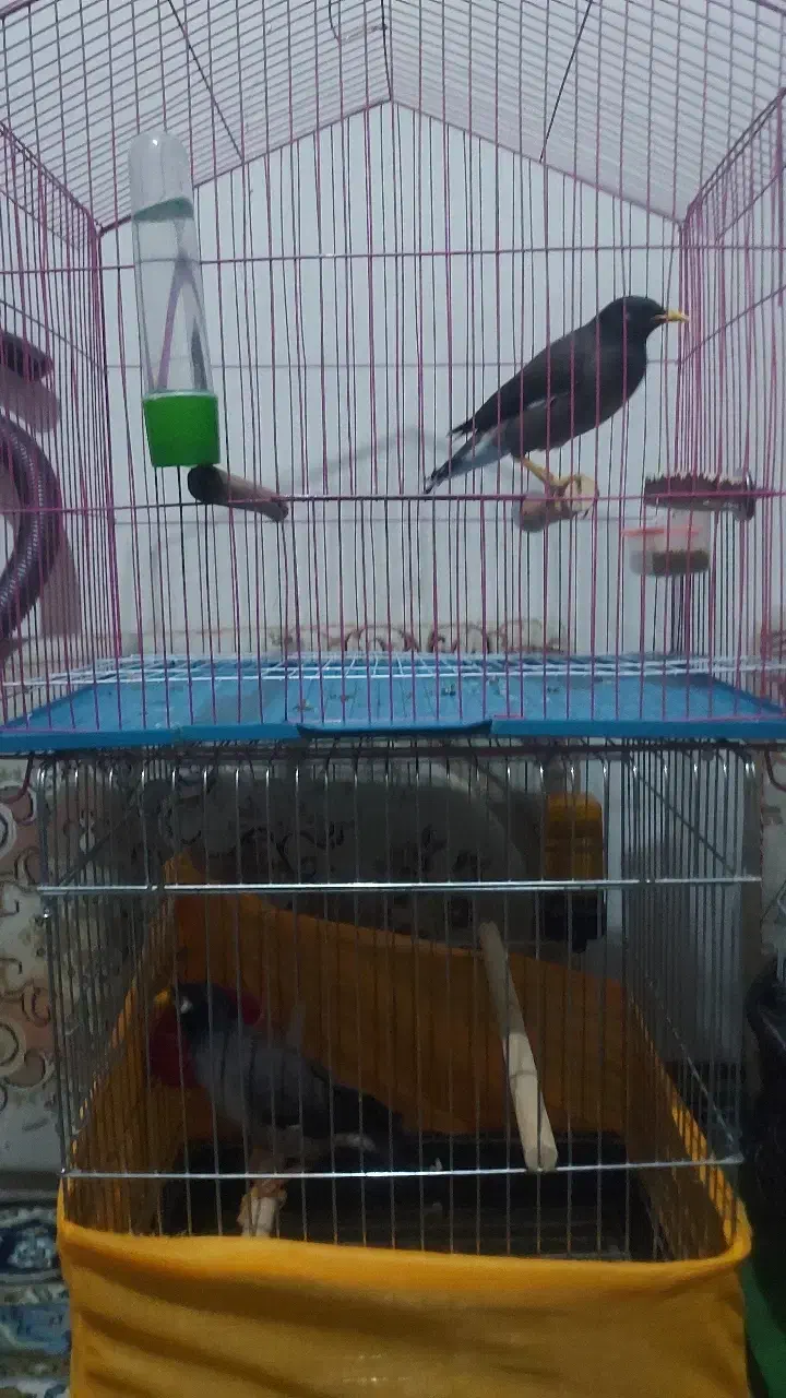 دوتا مرغ مینا سخنگو|پرنده|کرمانشاه, |دیوار