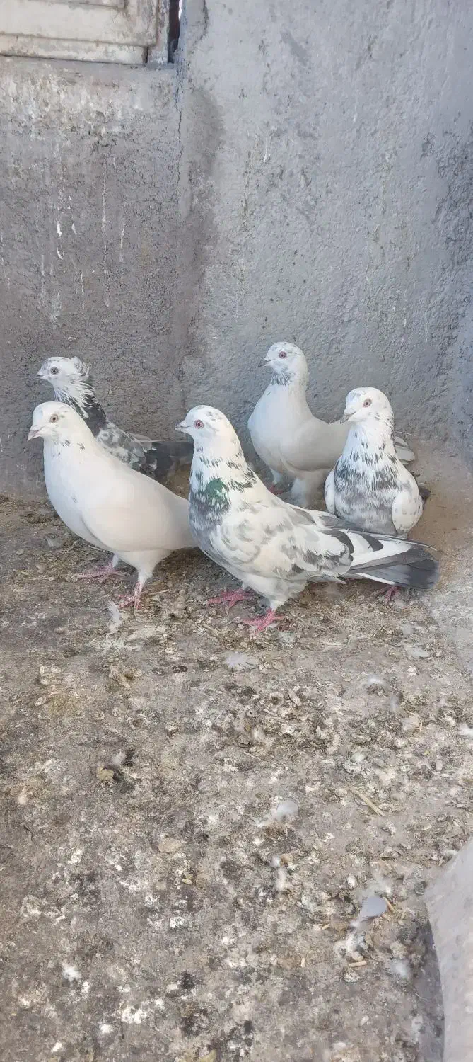 کبوترپرصدا دار|پرنده|فرخ‌شهر, |دیوار