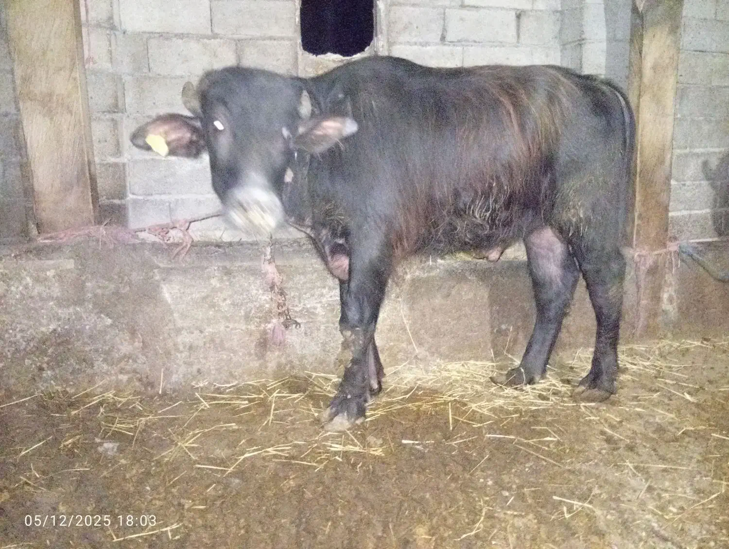 گوساله گاومیش نر|حیوانات مزرعه|نمین, |دیوار