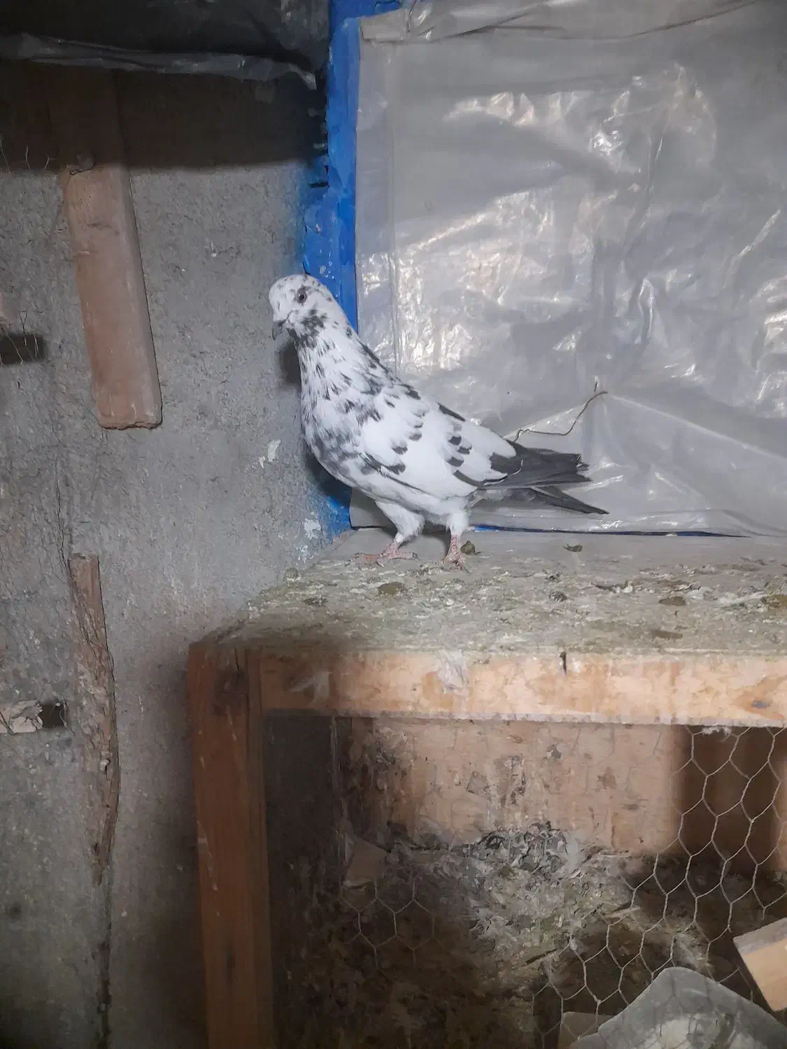 کبوتر سوسکی نر قیمت ۴۰۰|پرنده|هشتگرد, گلسار|دیوار