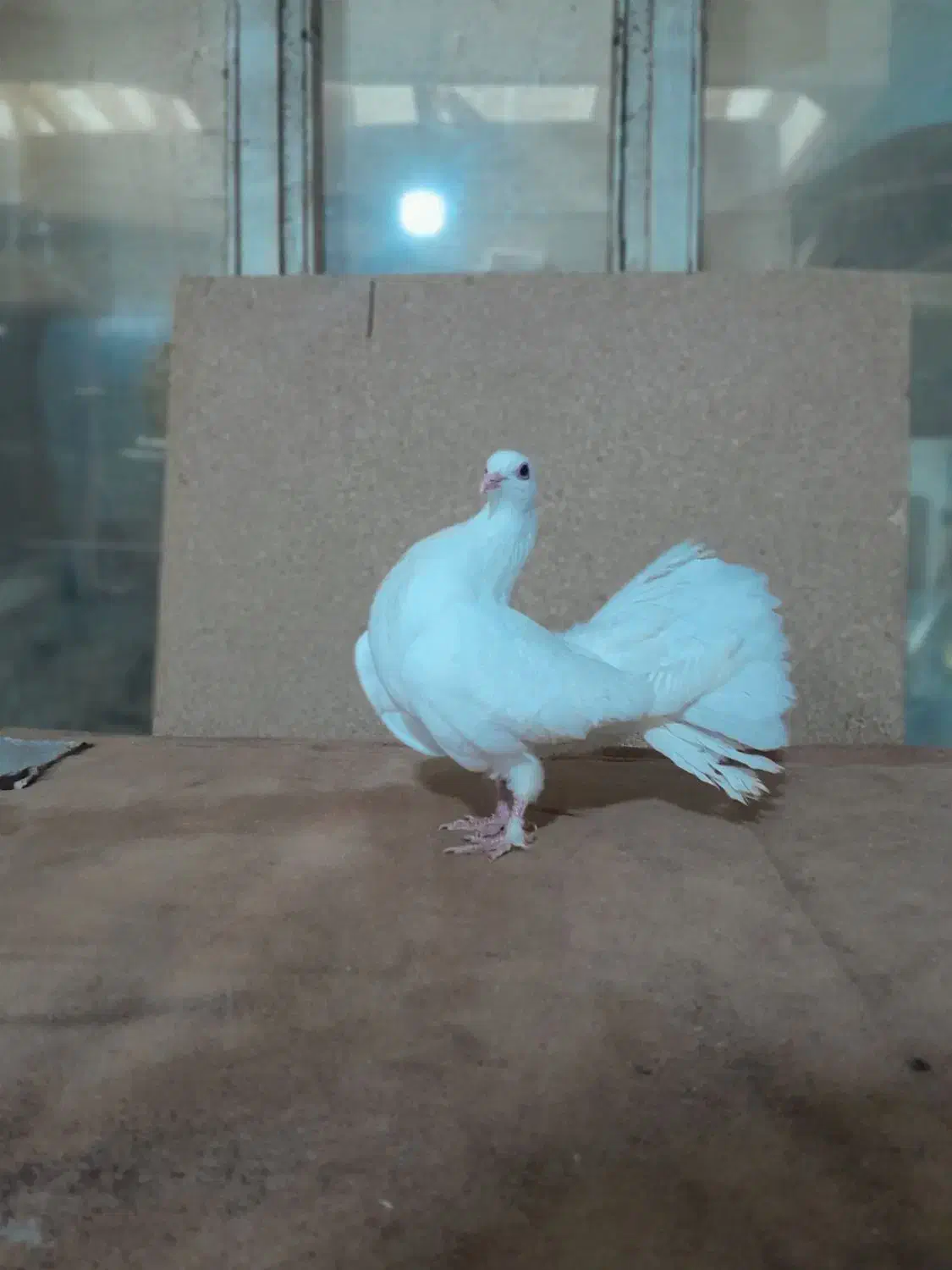 کفتر ارکح|حیوانات|تبریز, |دیوار