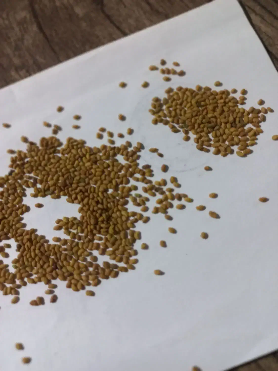 بذر یونجه|گل و گیاه طبیعی|گلپایگان, |دیوار