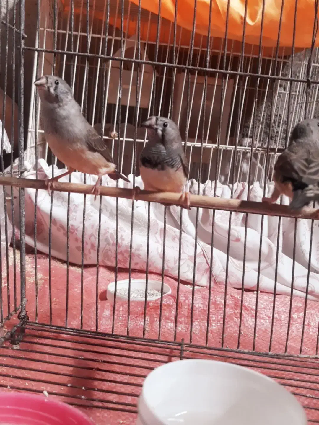 ۳تا فنج جوانه|پرنده|هامون, |دیوار