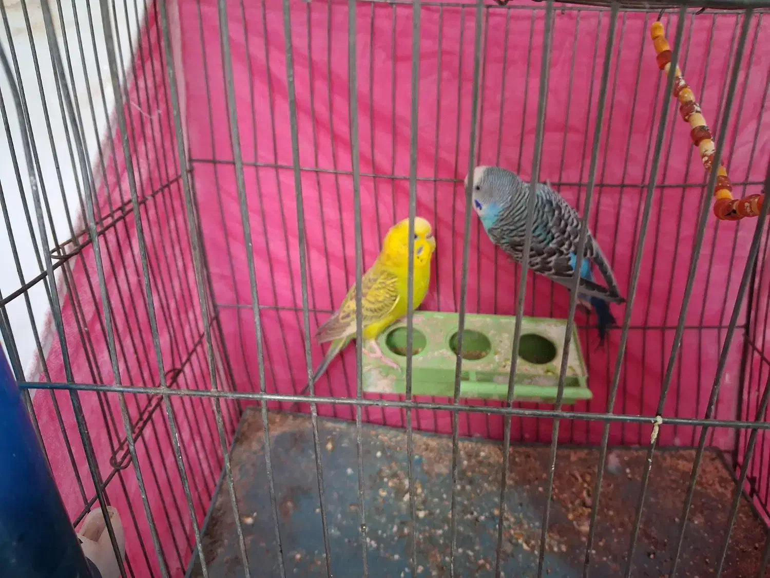 یک جفت مرغ عشق|پرنده|شاهرود, |دیوار