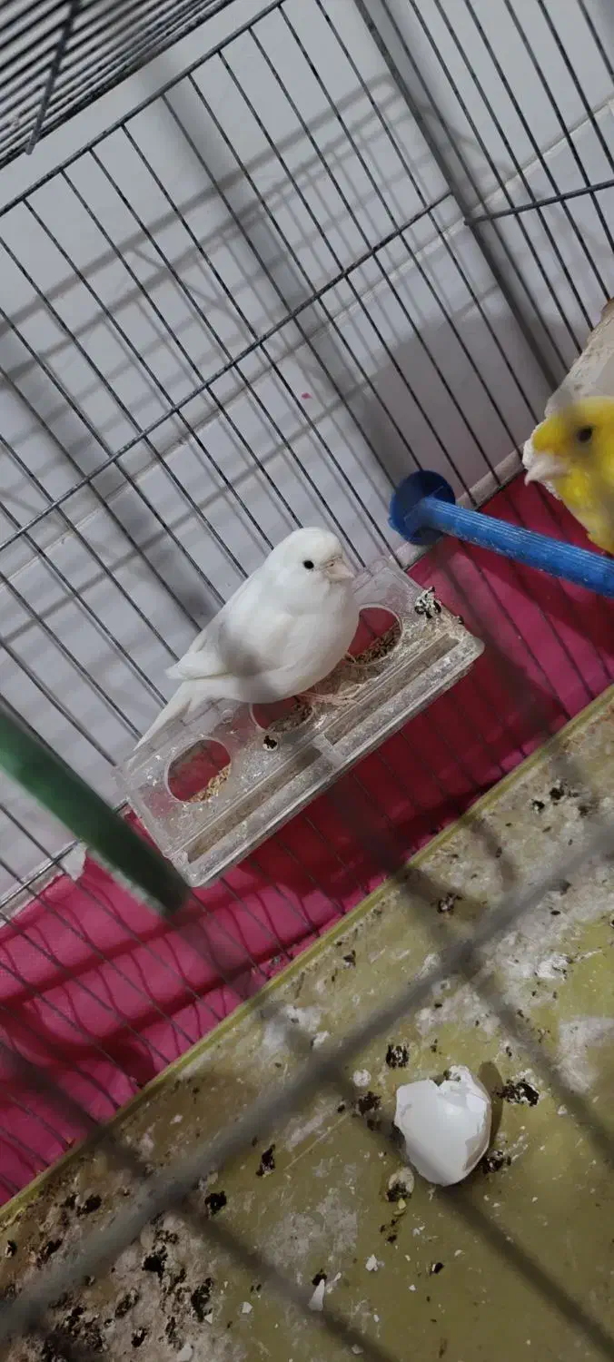 پرنده قناری|پرنده|حبیب آباد, |دیوار