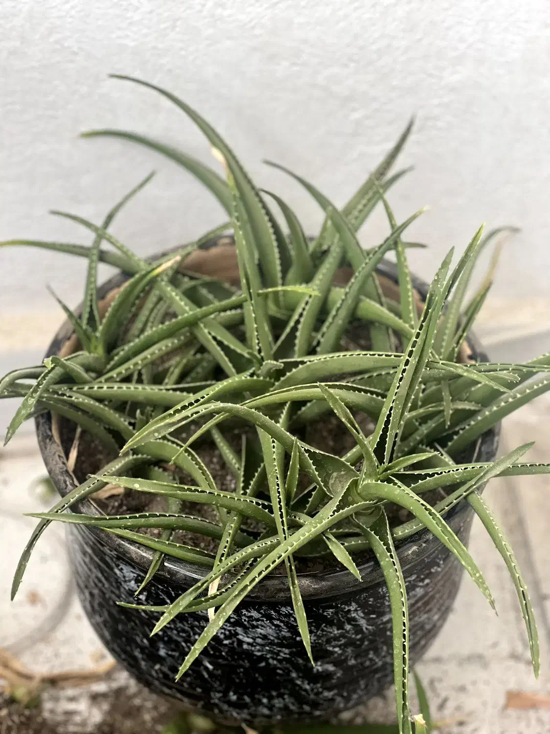 گل طبیعی|گل و گیاه طبیعی|سهند, |دیوار