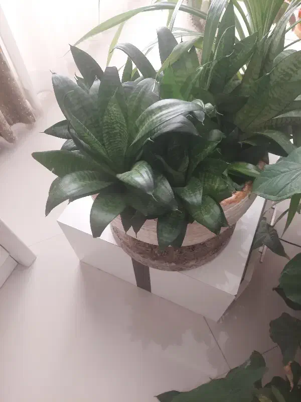 سانسوریا پاکوتاه|گل مصنوعی|مشهد, دانشجو|دیوار