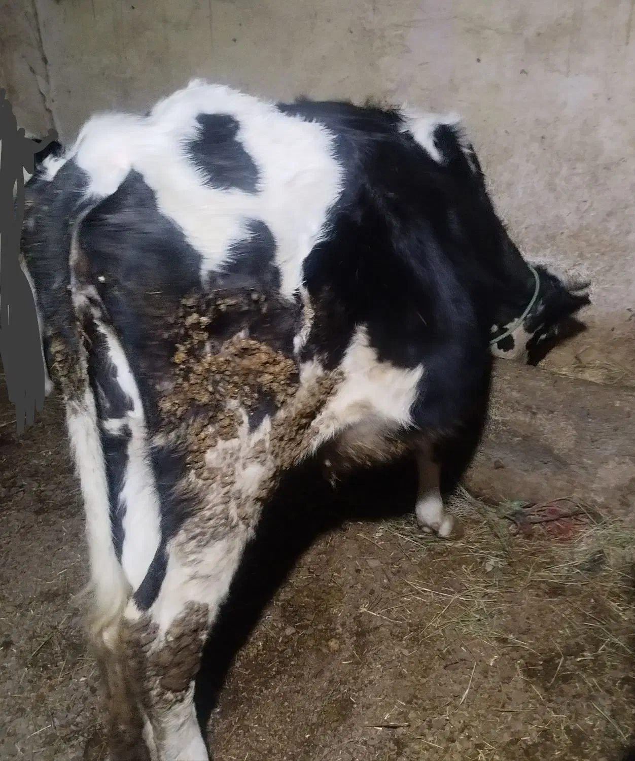 گاو هلشتان|حیوانات مزرعه|صومای برادوست, |دیوار