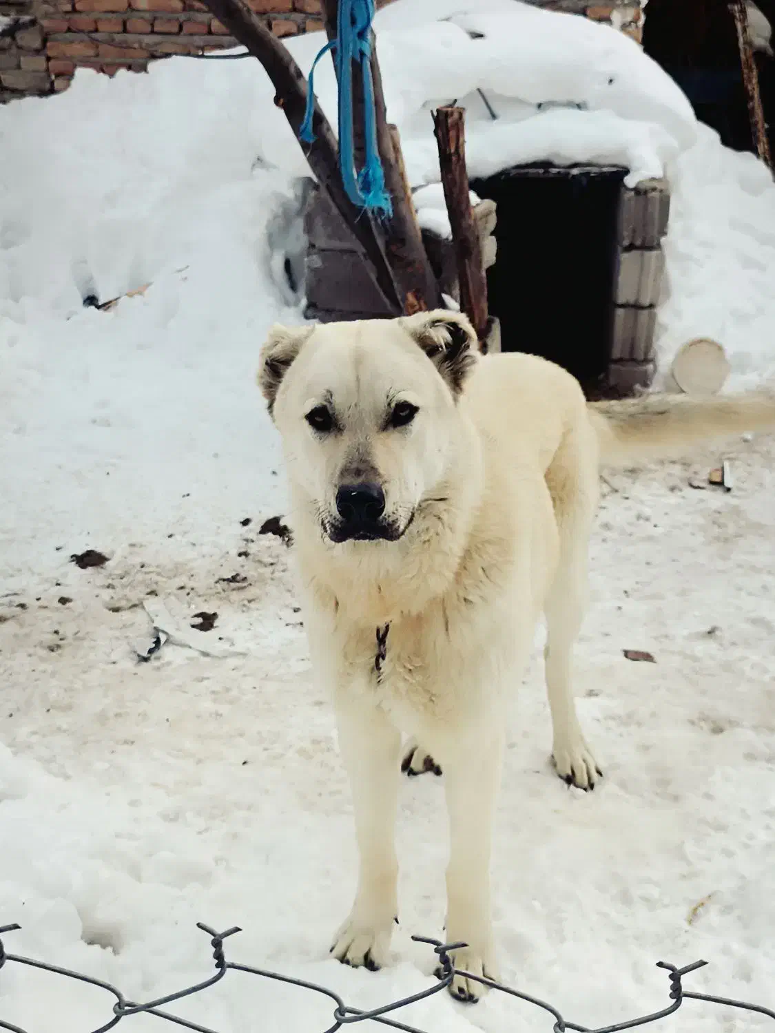 سگ سرابی نر|سگ|تبریز, |دیوار