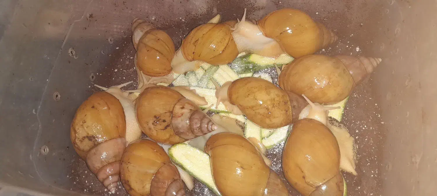 فروش حلزون|خزنده|آبادان, |دیوار