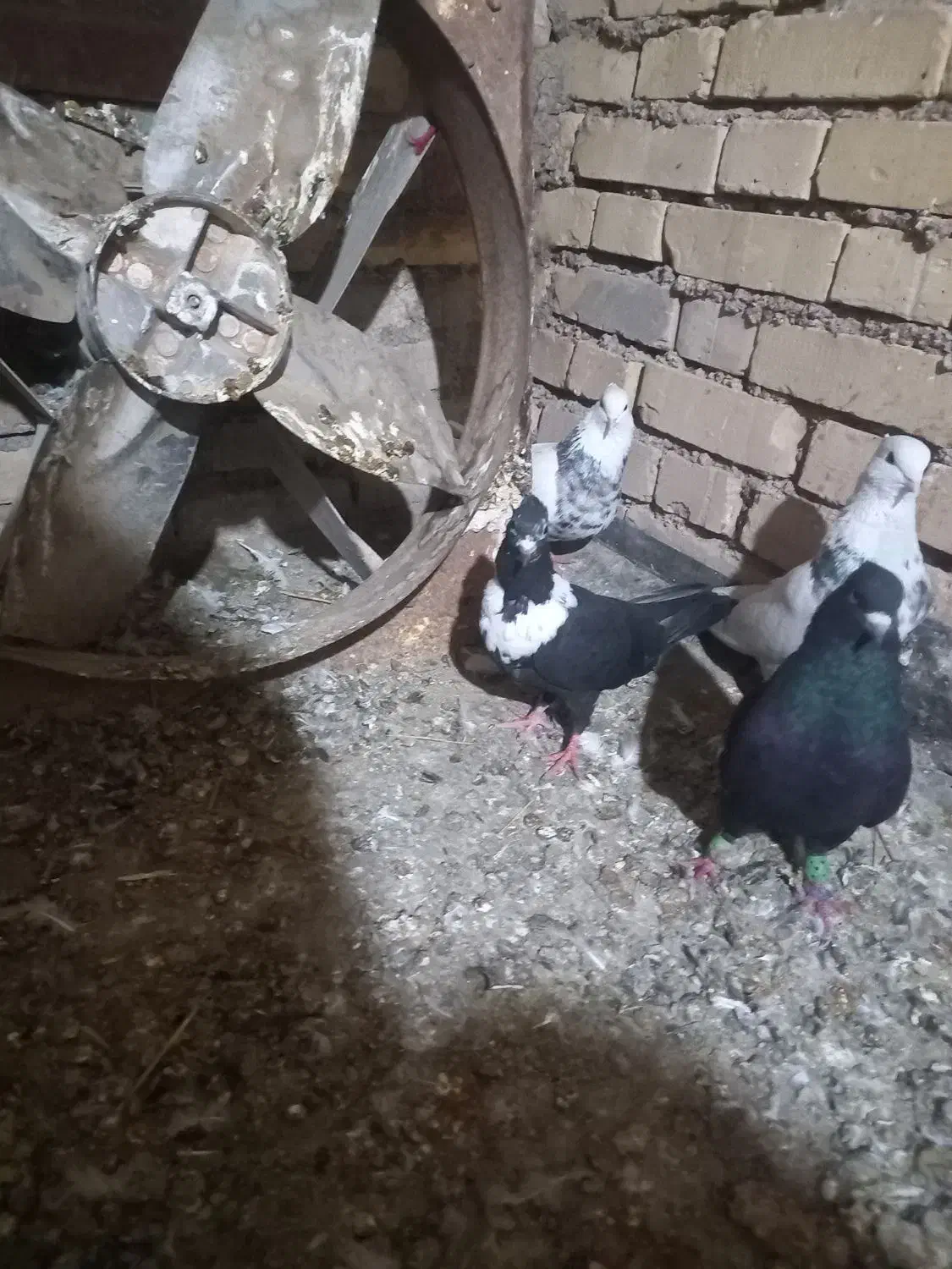 منطقه باوی|پرنده|باوی, |دیوار