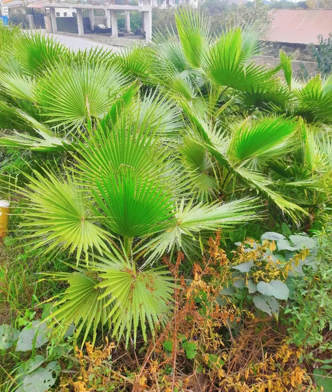 فروش پالم و بابا آدم|گل و گیاه طبیعی|رامسر, |دیوار