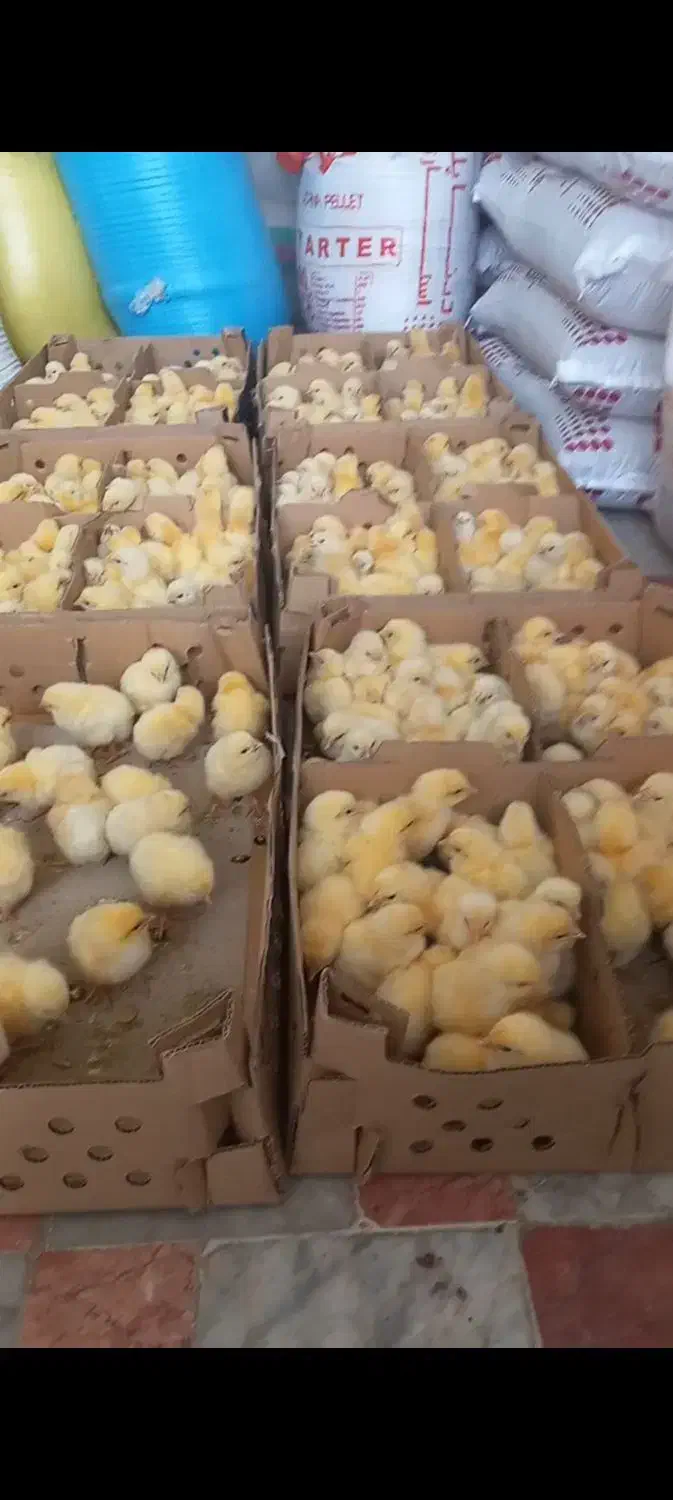 جوجه یکروزه گوشتی راس ۳۰۸ تضمینی|حیوانات مزرعه|ساری, |دیوار