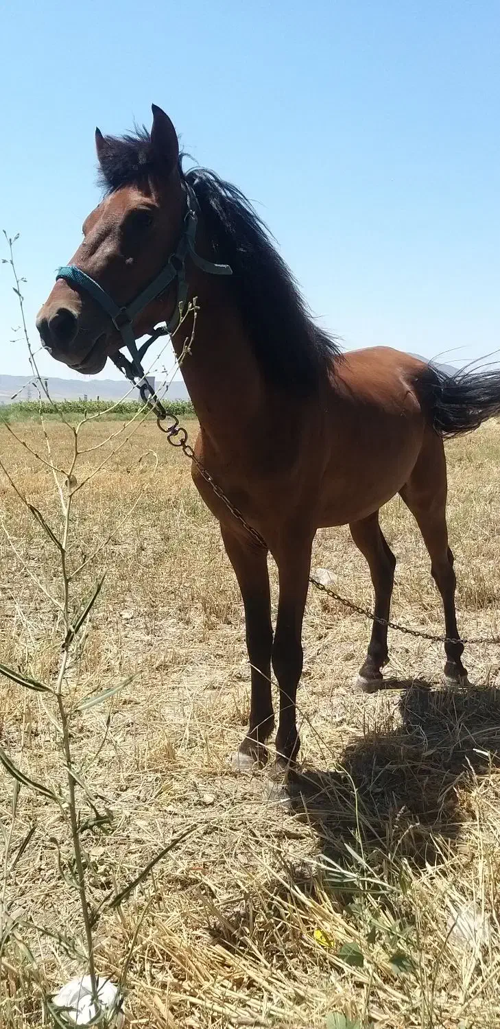 اسب نر یورقا|اسب و تجهیزات اسب‌سواری|خوی, |دیوار