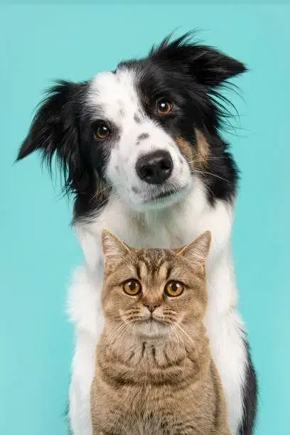 استخدام مسئول پذیرش کلینیک دامپزشکی|استخدام بازاریابی و فروش|کرمان, |دیوار