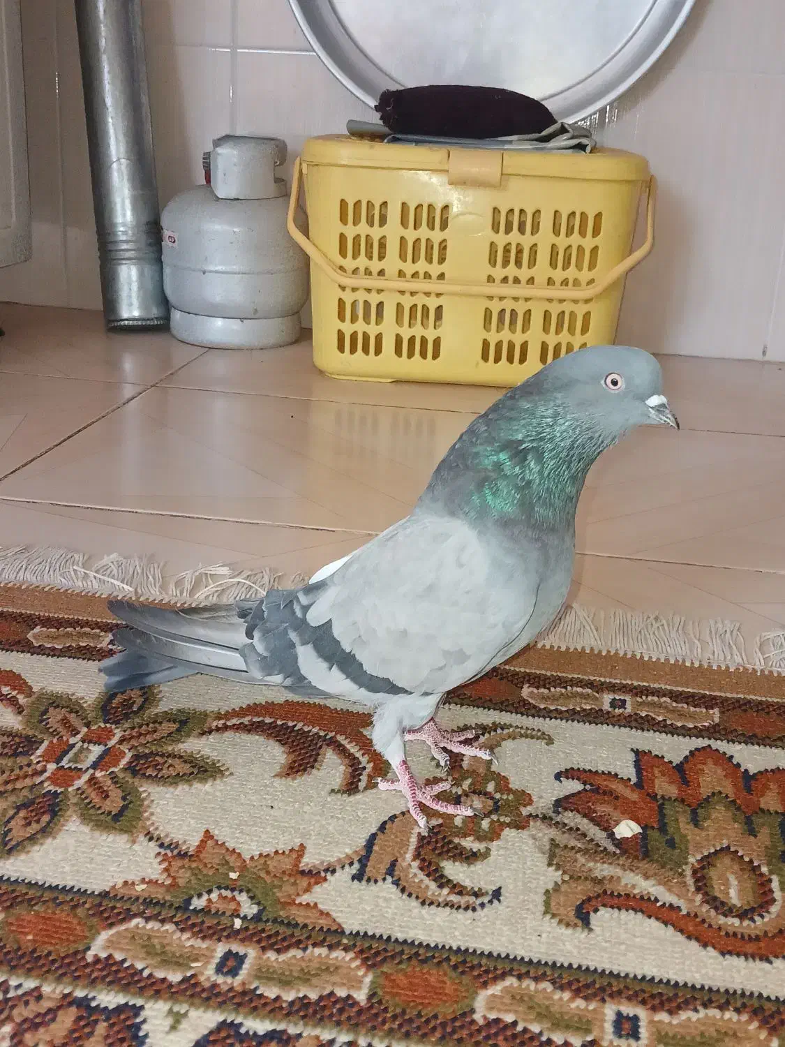 کبوتر|پرنده|ایلام, |دیوار