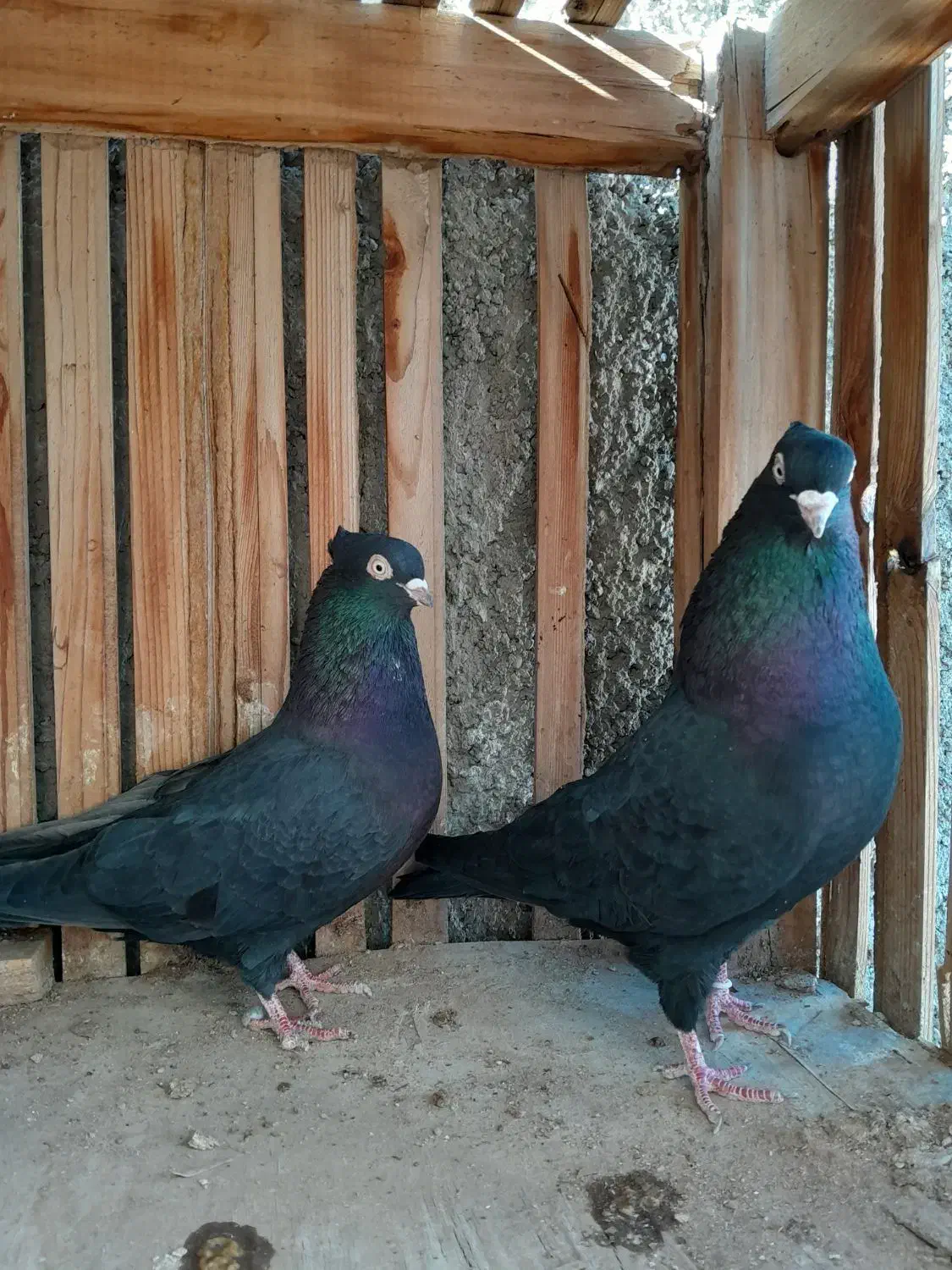 زاغ چشونوک سفید|پرنده|اصفهان, شیخ طوسی|دیوار