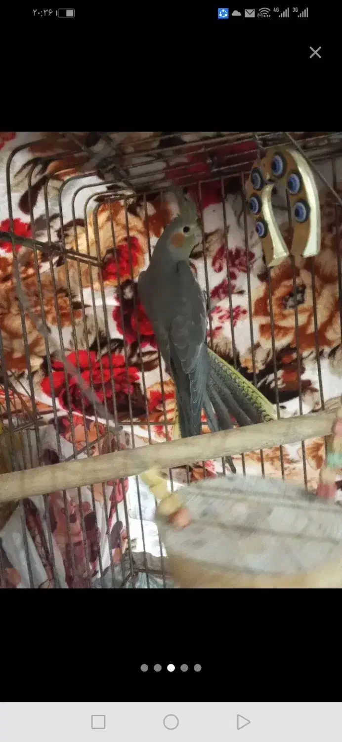 عروس ماده آماده|پرنده|نسیمشهر, |دیوار