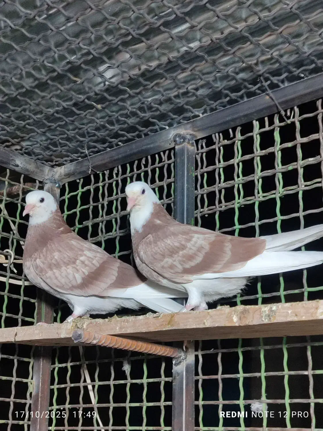 کفتر ایرانی پرشی|پرنده|ایرانشهر, |دیوار