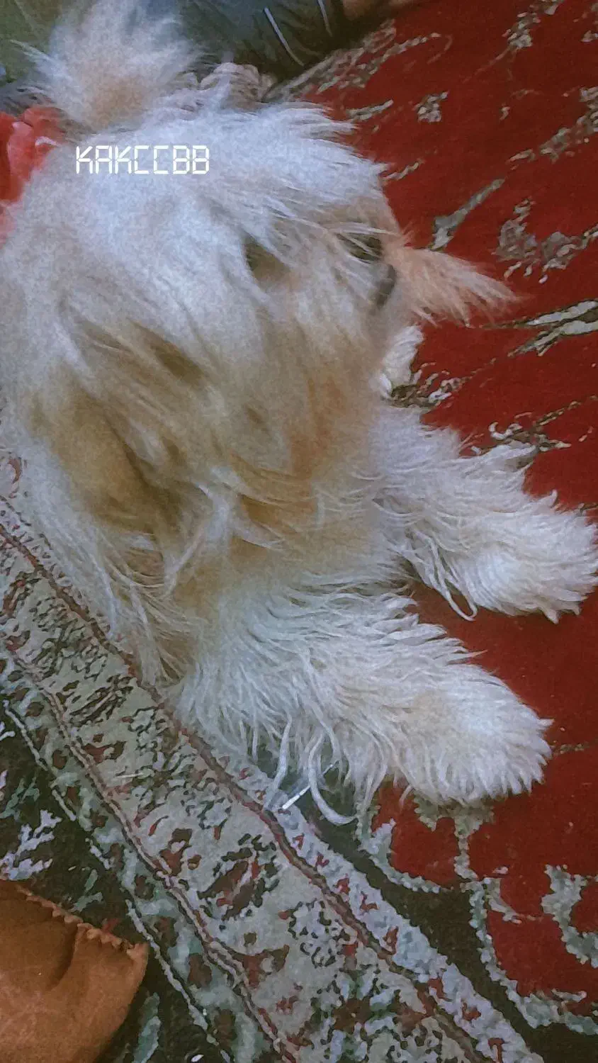 سگ پاپی زیبا|سگ|فولادشهر, مدیسه|دیوار