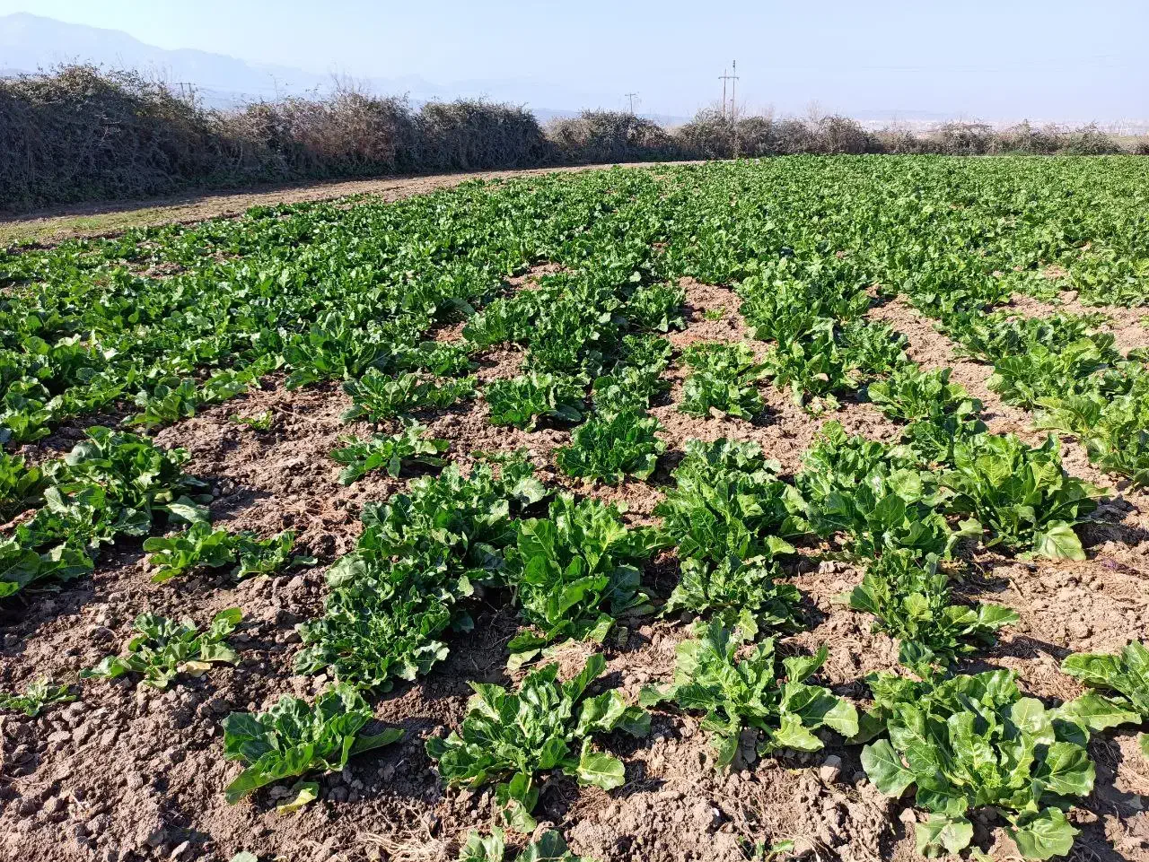 زمین ۵۰۰متر تا ۵۰۰۰متر در شهر جلین|فروش زمین و ملک کلنگی|فاضل آباد, |دیوار