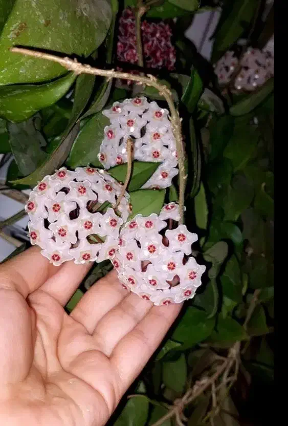 گل هویا|گل و گیاه طبیعی|رشت, کوی طالقانی|دیوار