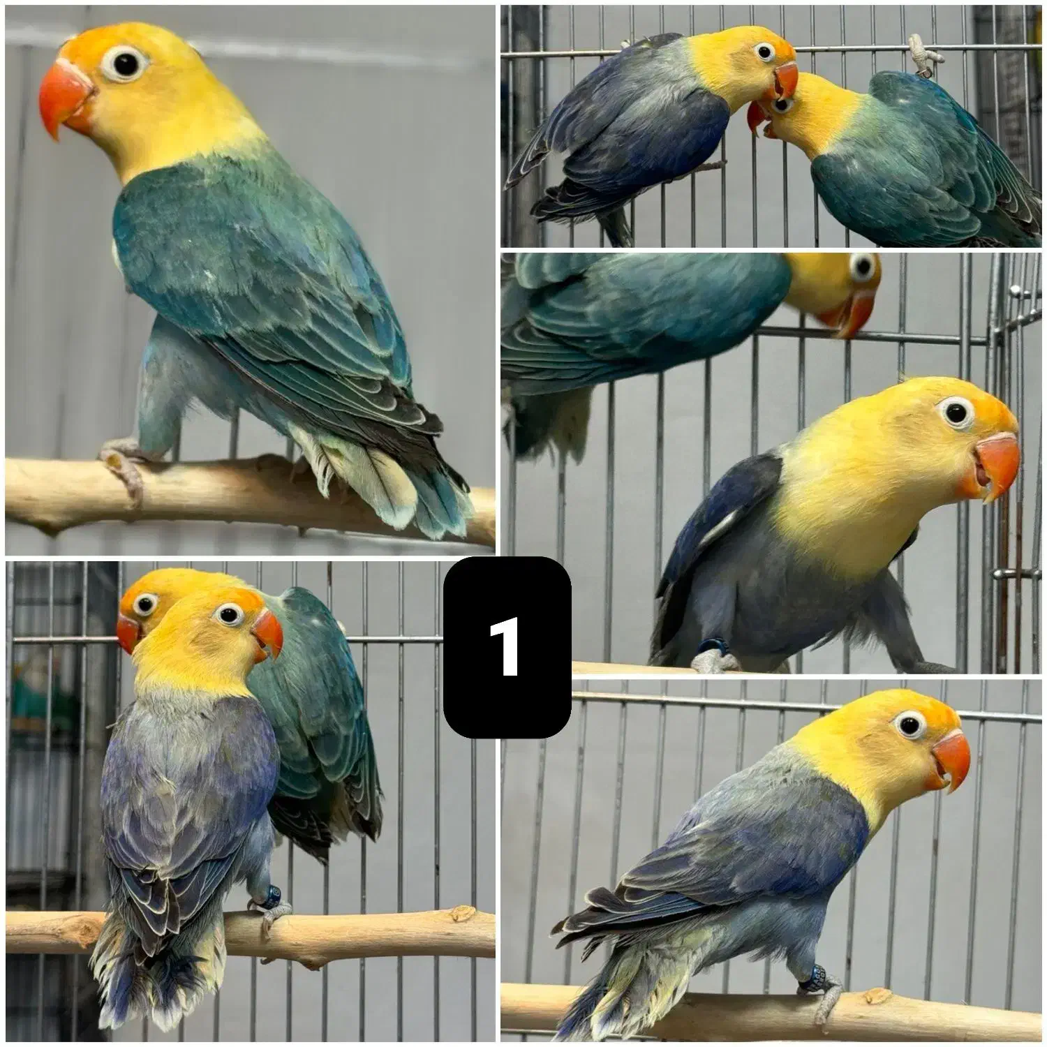 برزیلی اوپلاین|پرنده|رشت, امین الضرب|دیوار