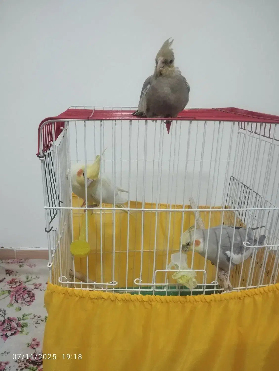 عروس هلندی مولد|پرنده|صباشهر, |دیوار