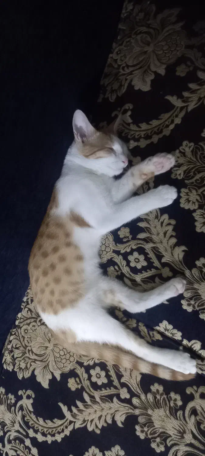 گربه گمشده|گربه|مشهد, فردوسی|دیوار