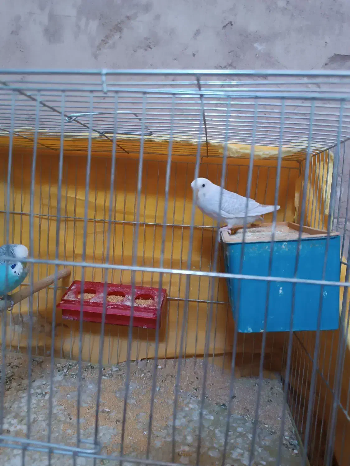 جفت مرغ عشق و یک کوتوله|پرنده|ماهان, |دیوار