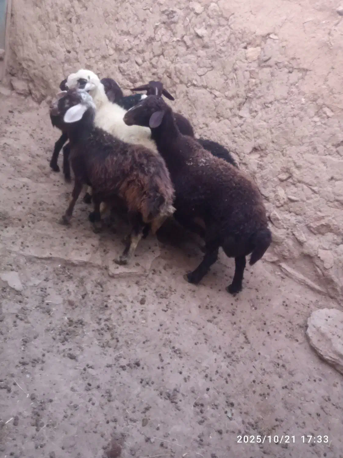 پنج راس بره ماده خوش  با سه راس قوچ جوان|حیوانات مزرعه|تکاب, |دیوار
