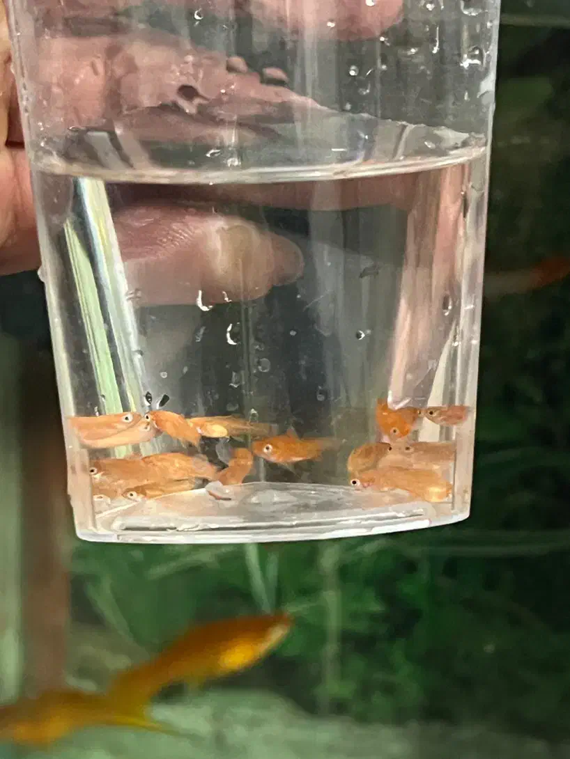 ماهی آکواریوم کوپی و گوپی و سواتل یا دم شمشیری|ماهی|قم, شهرک امام حسین|دیوار