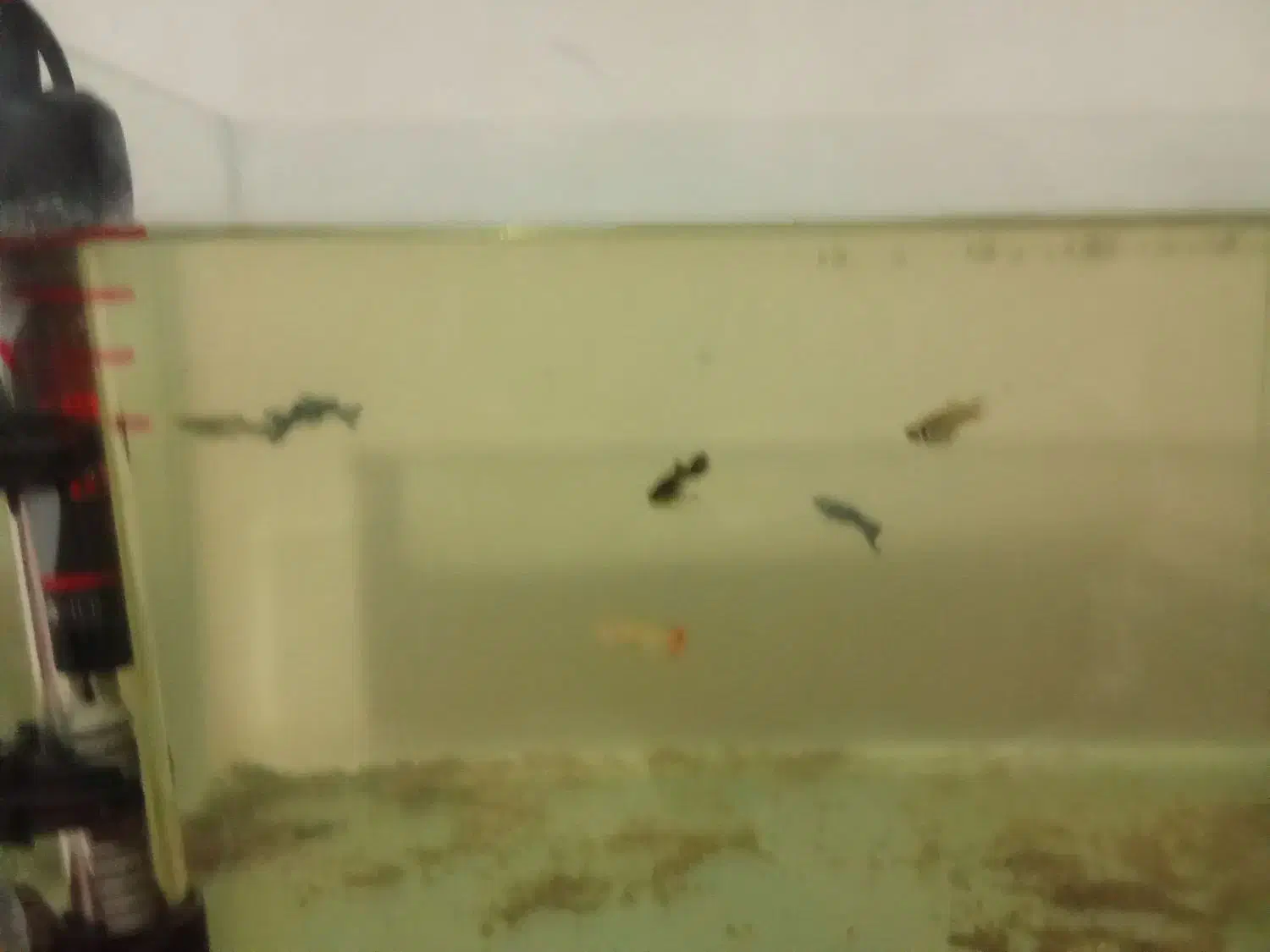 ماهی گوپی|ماهی|بروجرد, |دیوار