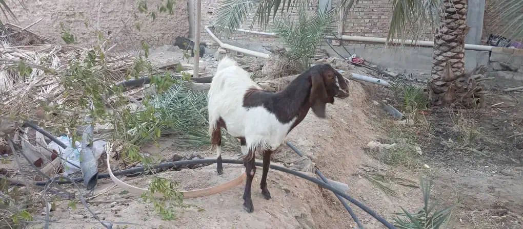 بز ماده|حیوانات مزرعه|سراوان, |دیوار