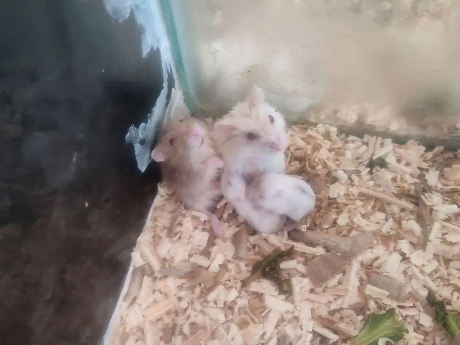 همستر کمپل با بچه های کوچولوش|موش و خرگوش|سهند, |دیوار