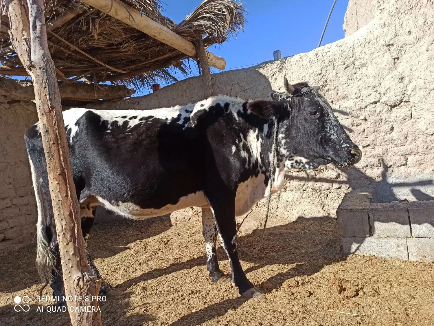 گاو ابستن|حیوانات مزرعه|مهرستان, |دیوار