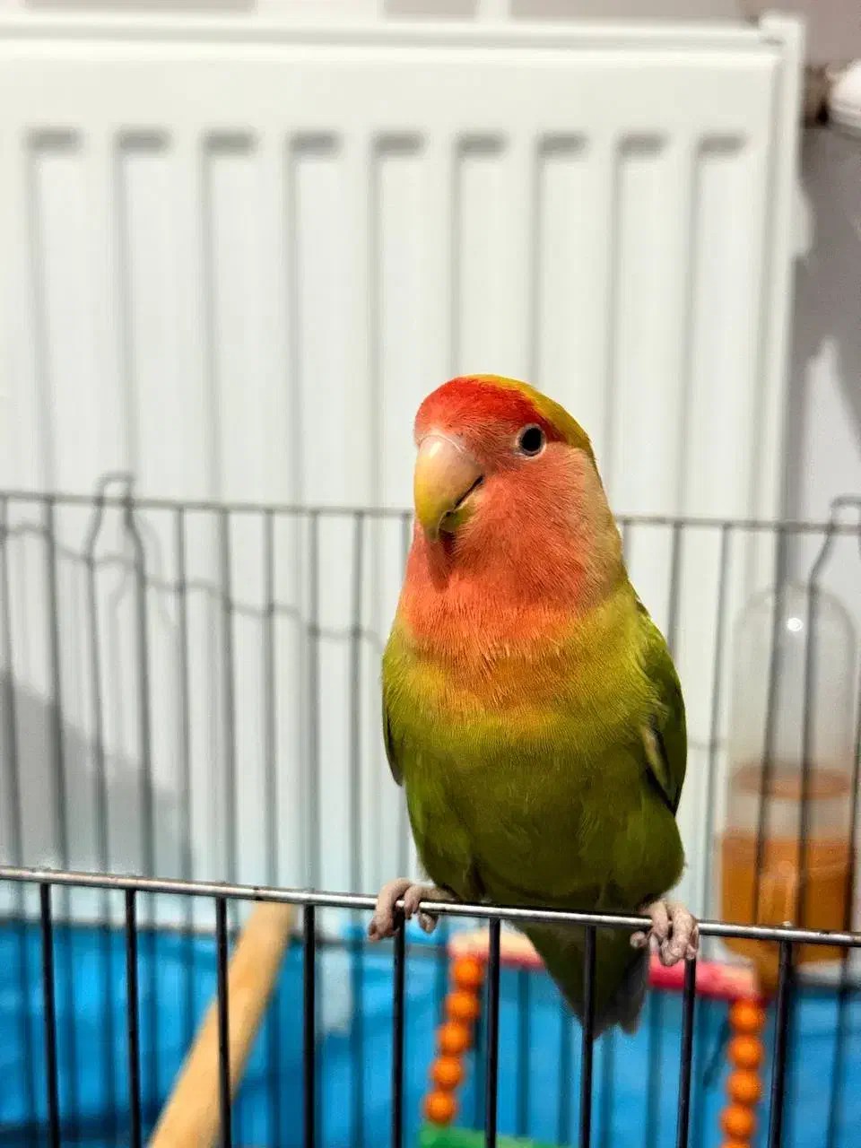 طوطی برزیلی|پرنده|خوانسار, |دیوار