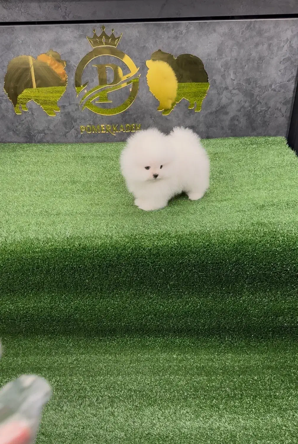 توله پامرانین خرسی کیفیت بالا|سگ|تهران, جنت‌آباد مرکزی|دیوار