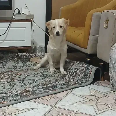 واگذاری سگ شیتزو|سگ|قدس, شهرک فرزان|دیوار