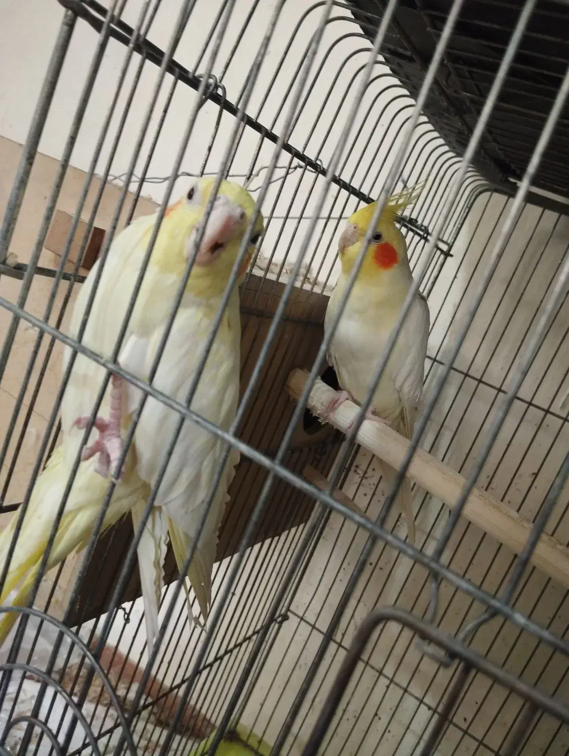 یه جفت عروس هلندی|پرنده|تهران, امیریه|دیوار