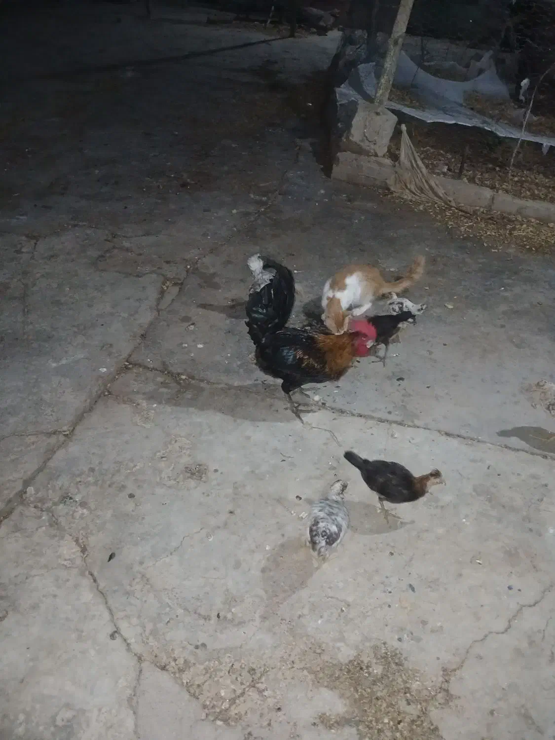 خروس محلی ۵۰۰ تومن|حیوانات مزرعه|مسجد سلیمان, |دیوار