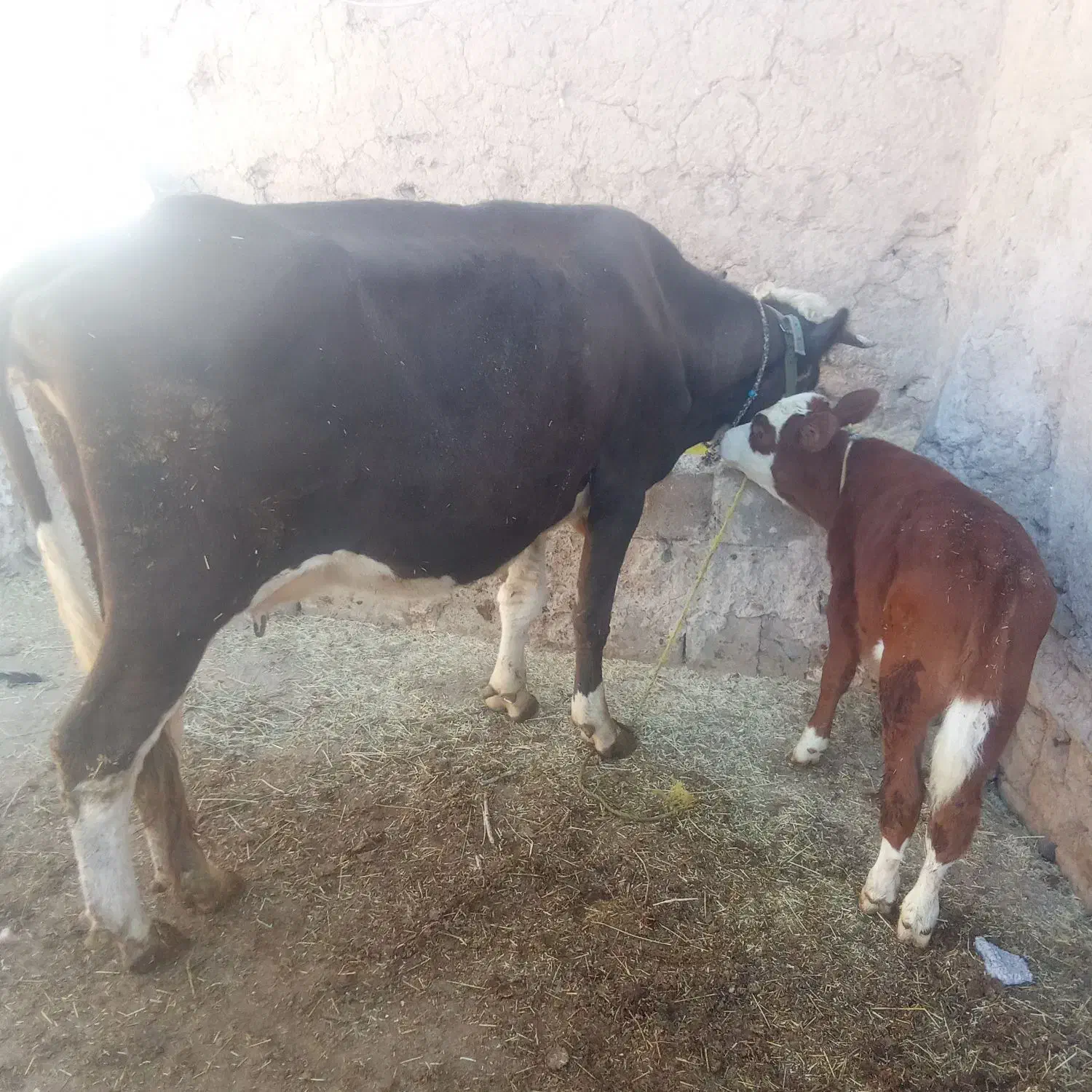 گاو گوساله جوان|حیوانات مزرعه|باوله, |دیوار