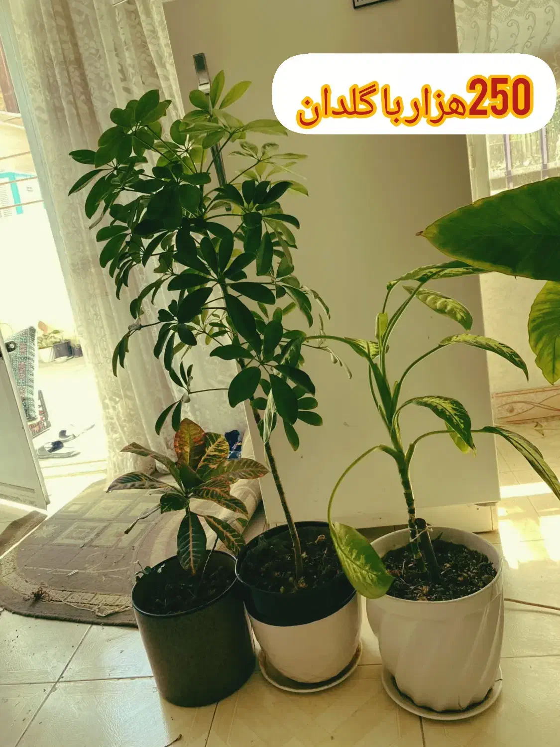 گل خانگی ارزان|گل و گیاه طبیعی|بروجرد, |دیوار