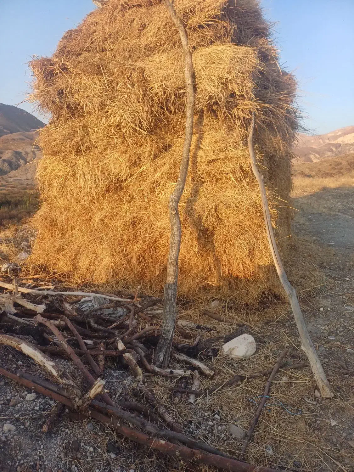 فروش علوفه|حیوانات مزرعه|مشگین شهر, |دیوار