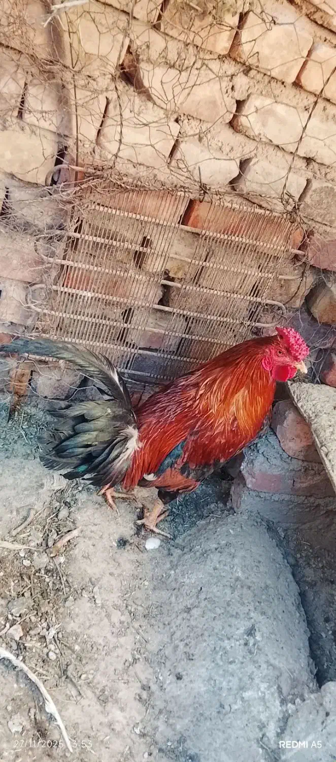 خروس|حیوانات مزرعه|خاش, |دیوار