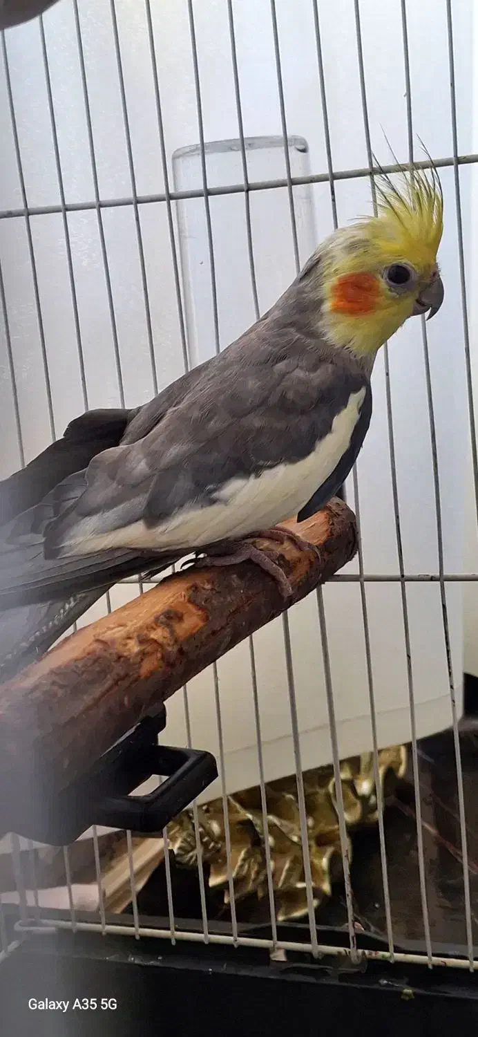 عروس هلندی مرواریدی سیامون|پرنده|چناران, |دیوار