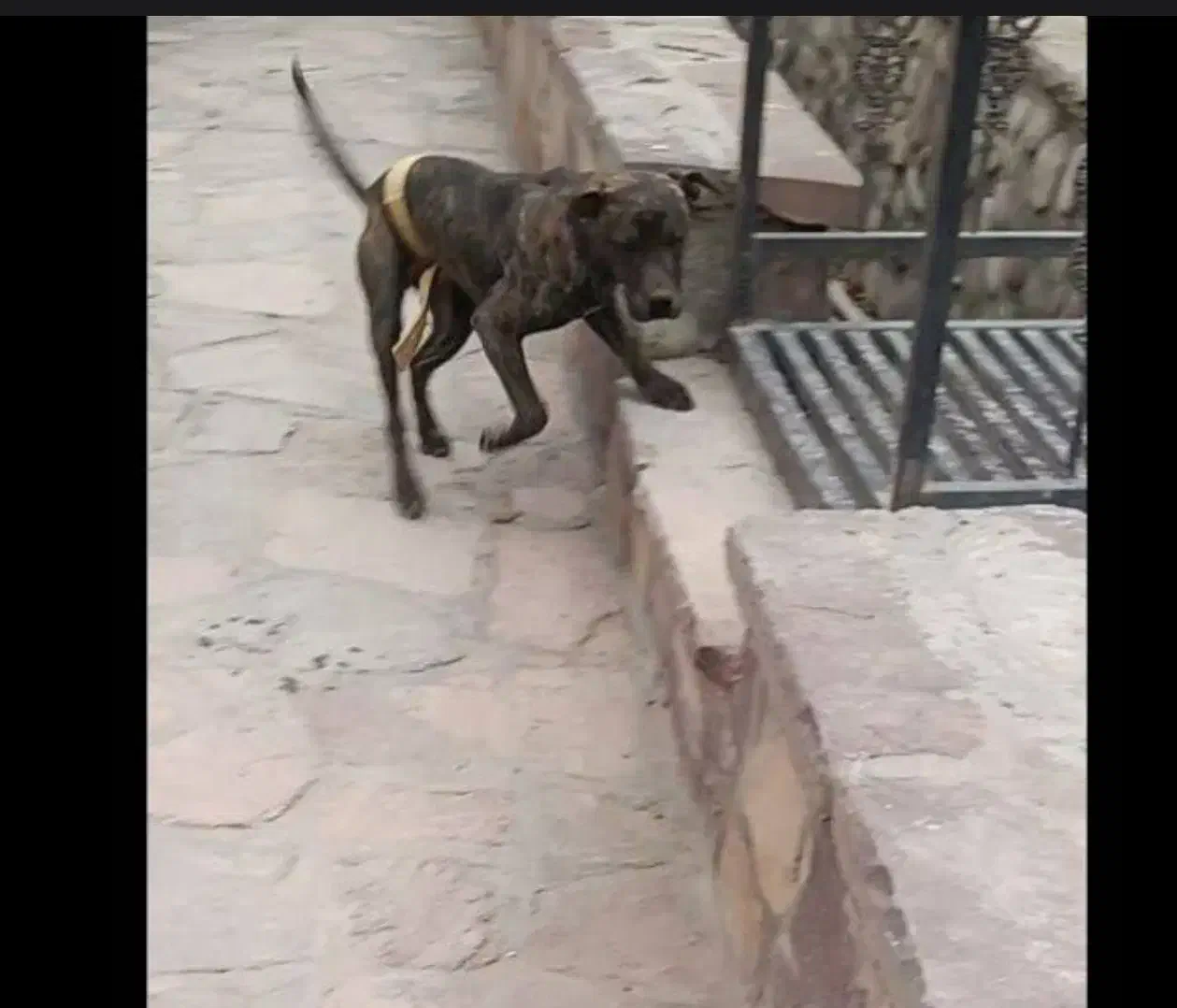 سگ دوبرمن|سگ|قم, انسجام|دیوار